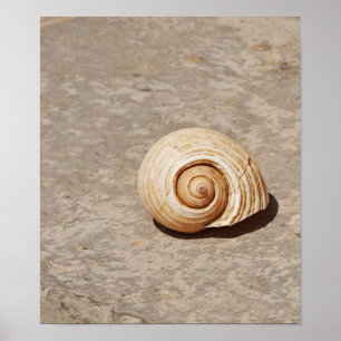 Poster SeaShell