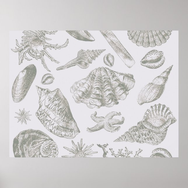 Poster Seashell Soft Antique Art Beach Shell (Devant)