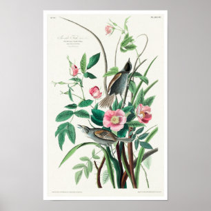 Poster Seaside Finch par Audubon