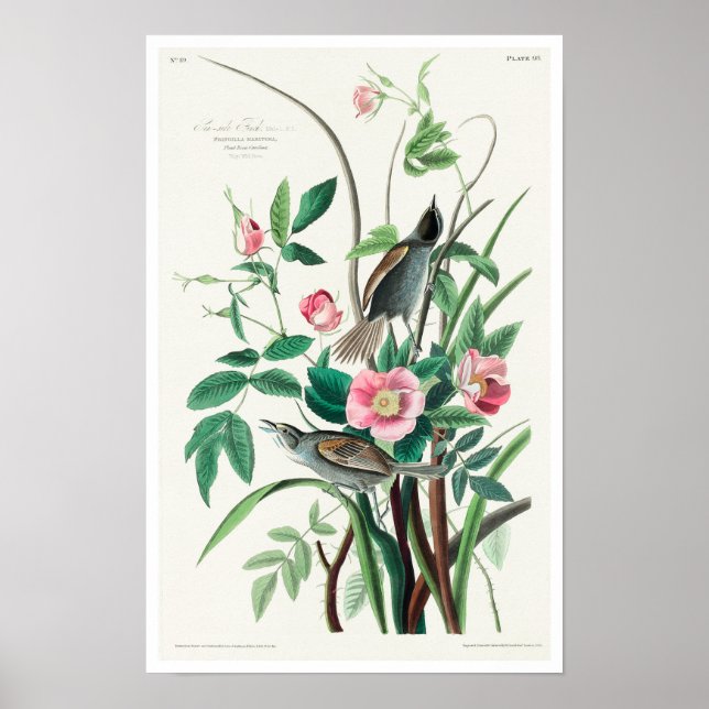 Poster Seaside Finch par Audubon (Devant)