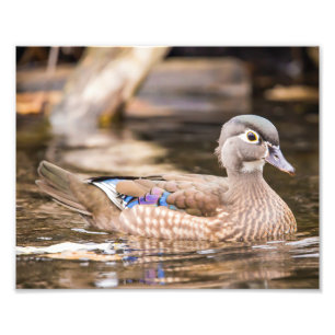 Poster "Seclued" de Drake Wood Duck