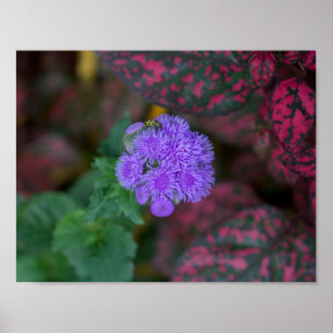 Poster Secret Bug on a Secret Plant