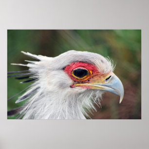 Poster Secrétaire oiseau de photo de l'Afrique du Sud