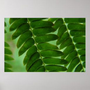 Poster Secrets de mimosa