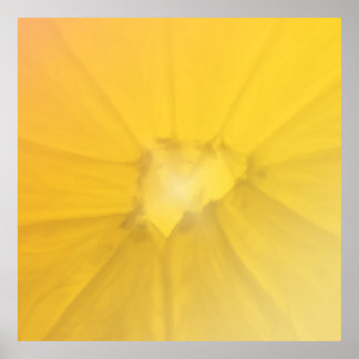 Poster Section citron