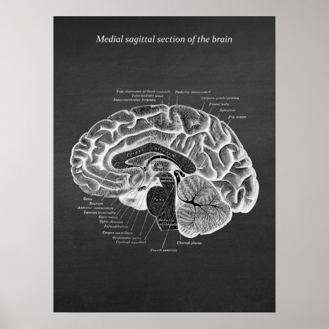 Poster Section sagitale médiane du cerveau imprimer no 2 (Devant)