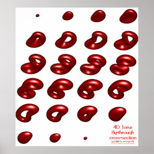 Poster section transversale 4d torus