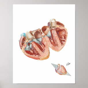 Poster Section transversale de coeur par Frank H. Netter,