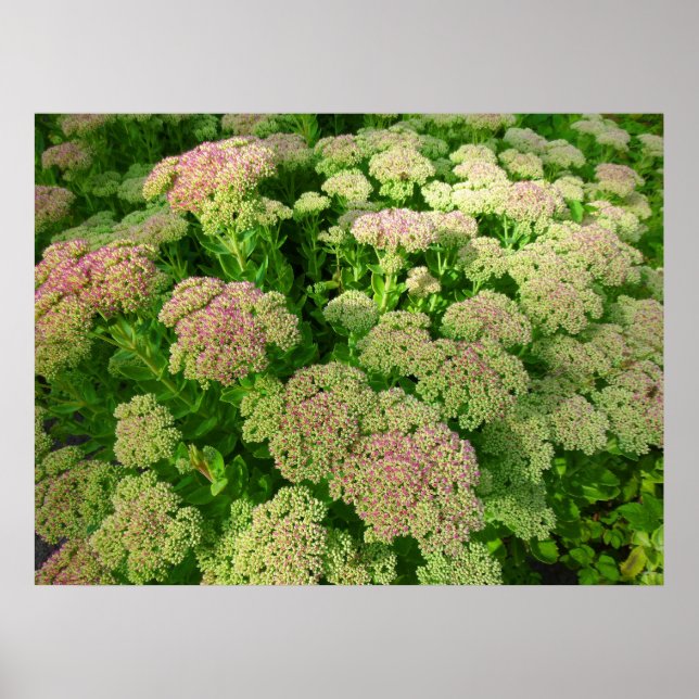 Poster Sedum Automne Joy (Devant)