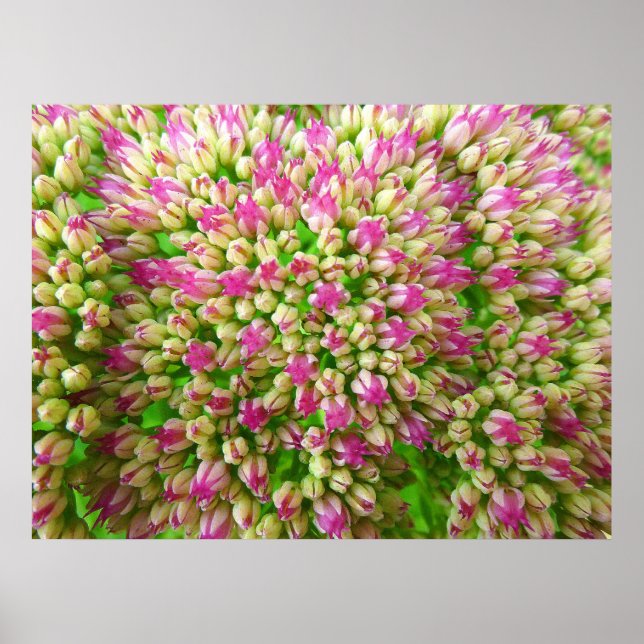 Poster Sedum Automne Joy (Devant)