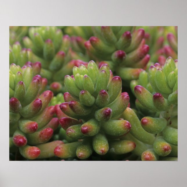 Poster Sedum plante, Arizona-Sonora Desert Museum, (Devant)