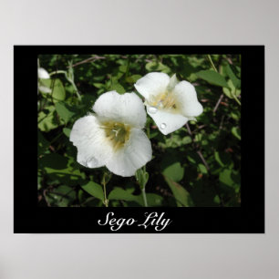Poster Sego Lily Print
