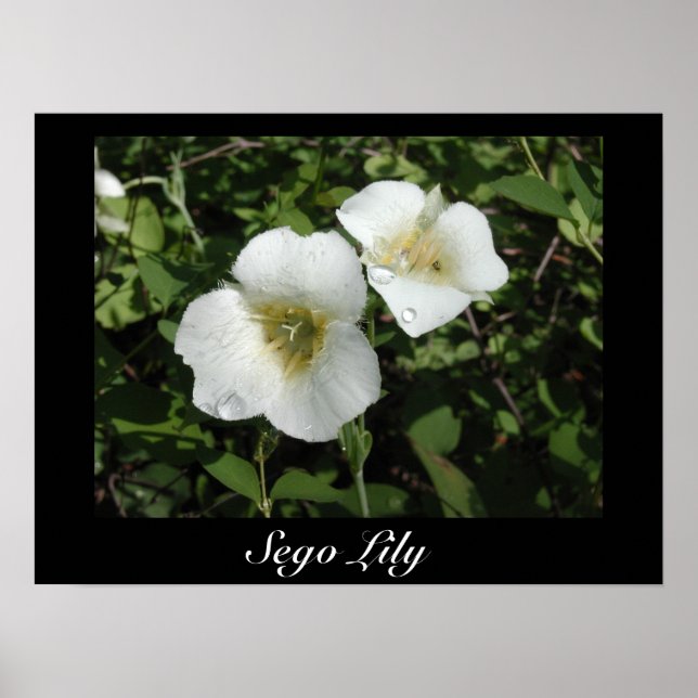 Poster Sego Lily Print (Devant)