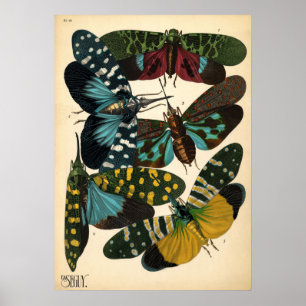 Poster Seguy Art Nouveau Vintage Lanternfly