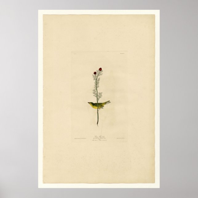 Poster Selby Flycatcher_Audubon (Devant)