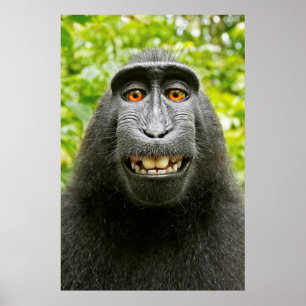 Poster Selfie de singe