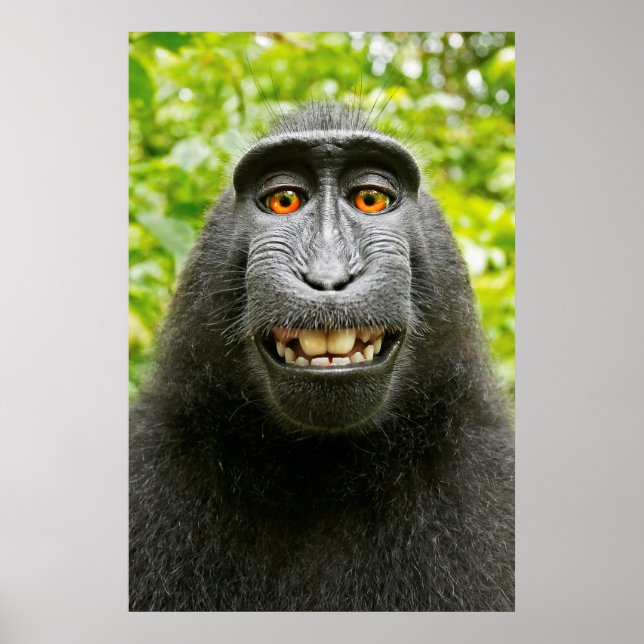 Poster Selfie de singe (Devant)