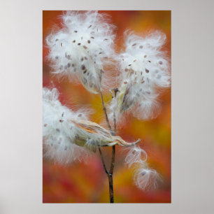 Poster Semences de l'algue à lait en automne, Canada