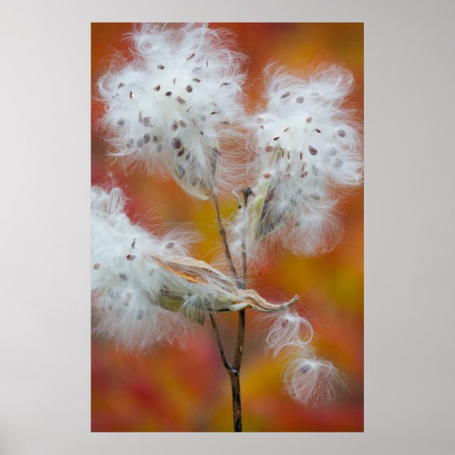 Poster Semences de l'algue à lait en automne, Canada (Devant)