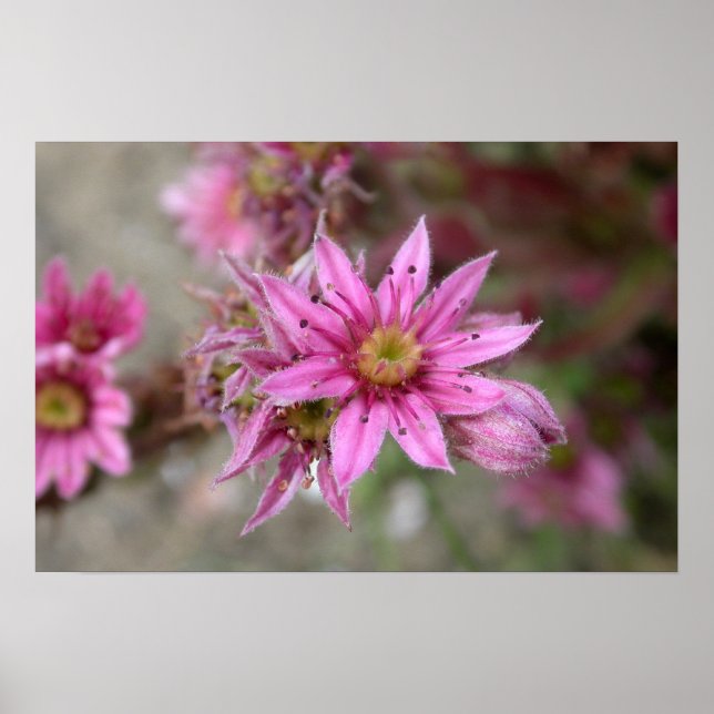 Poster Sempervivum tectorum (Devant)