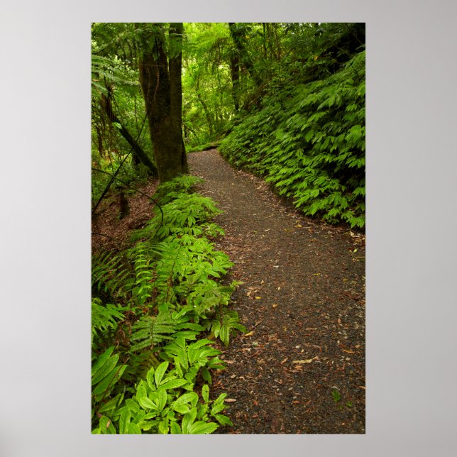 Poster Sentier à travers la forêt (Devant)