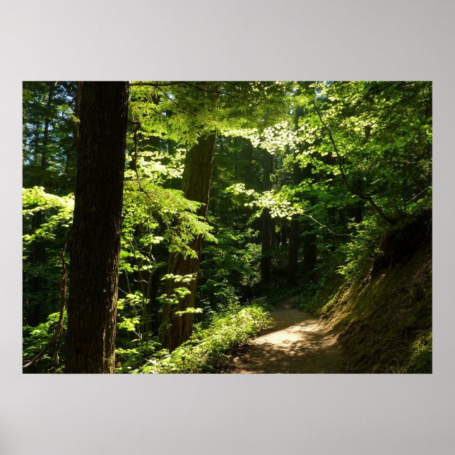 Poster Sentier de Silver Falls (Devant)