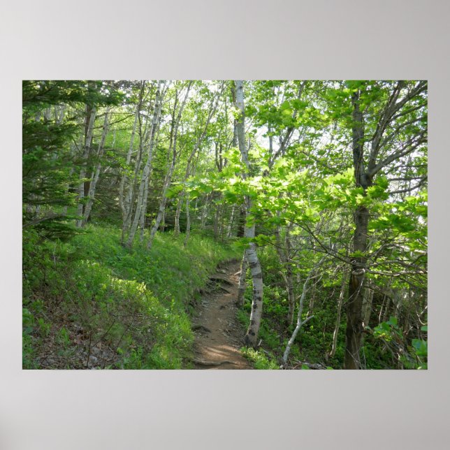 Poster Sentier forestier au parc national d'Acadia (Devant)