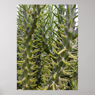 Poster "Sentinelles verdoyantes : la majesté de Cactus