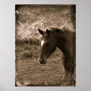 Poster Sepia Grunge Horse