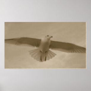 Poster Sepia Gull