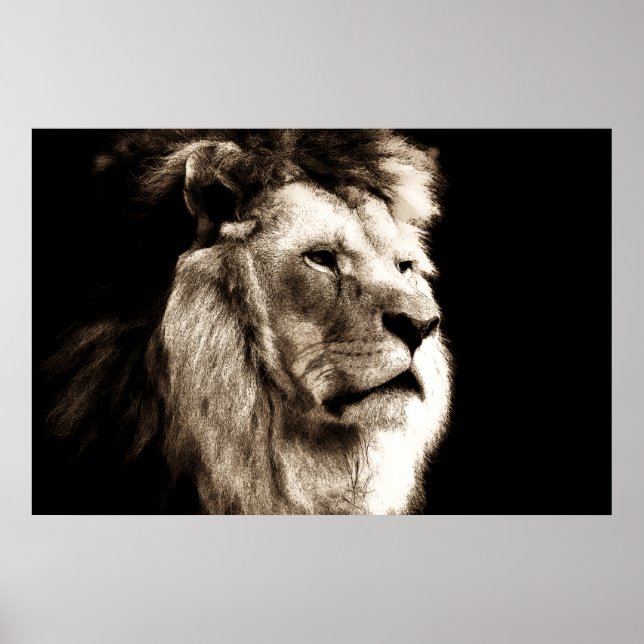 Poster Sepia Lion (Devant)