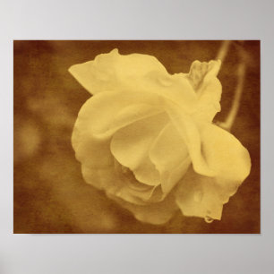 Poster Sepia Rose Avec Raindrops Vieille Vintage Look