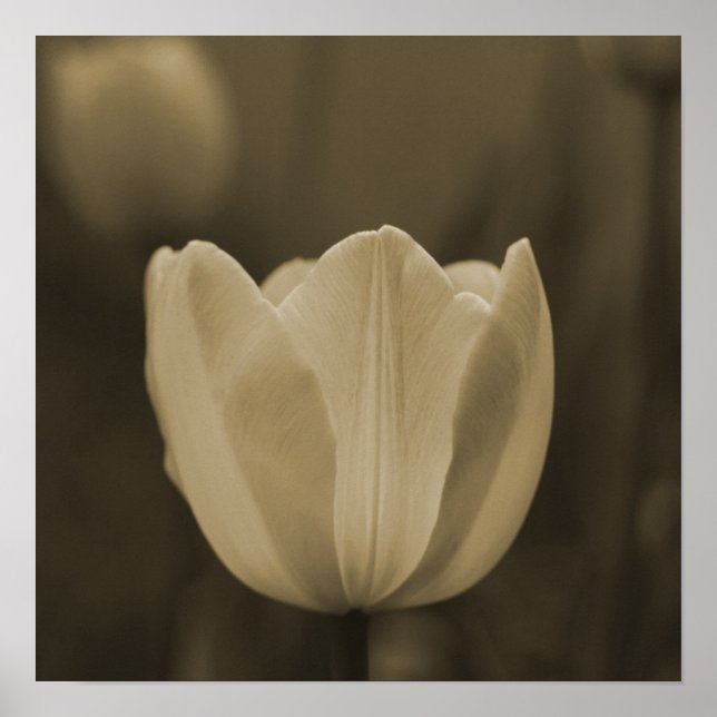 Poster Sepia Tone Single Tulip Flower Imaginative (Devant)
