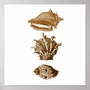 Poster Sepia Vie marine Group12A Imprimer #8 Coquillages