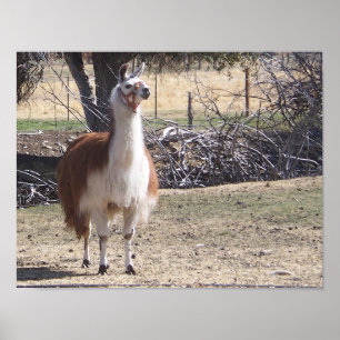 Poster Septembre Llama Closeup