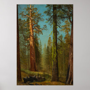 Poster Séquoia géant de Mariposa Grove  Californie