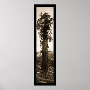 Poster Sequoia Géante Wonder Photo 1915