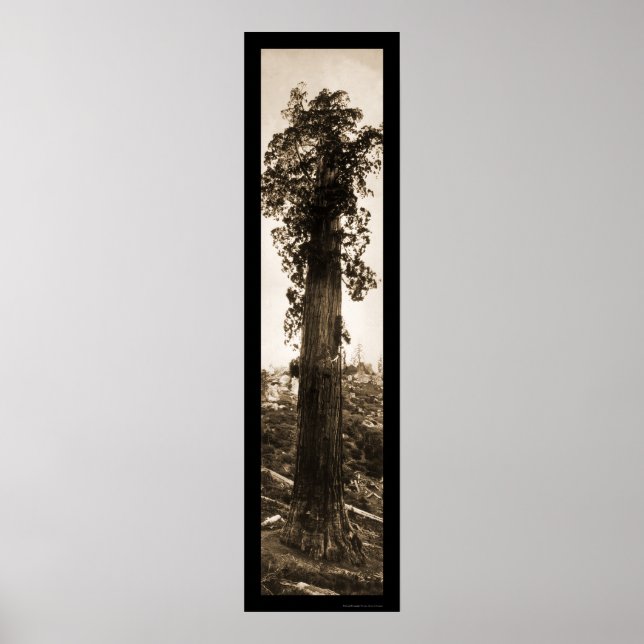 Poster Sequoia Géante Wonder Photo 1915 (Devant)