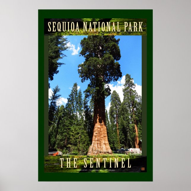 Poster SEQUOIA NAT'L PARK-California-Le Sentinel- (Devant)