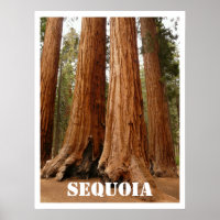 Sequoia Trees, Sequoia National Park, Californie