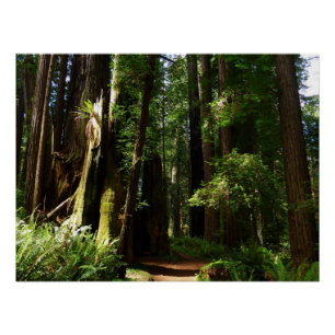 Poster Séquoias et fougères au parc national de Redwood