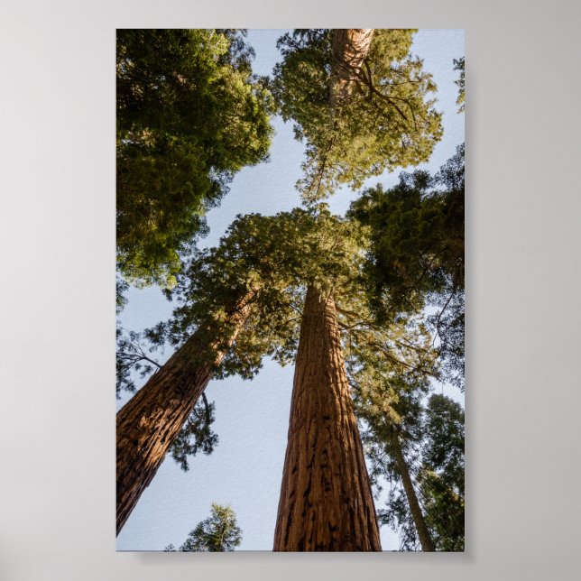 Poster Séquoias géantes dans le parc national de Sequoia (Devant)