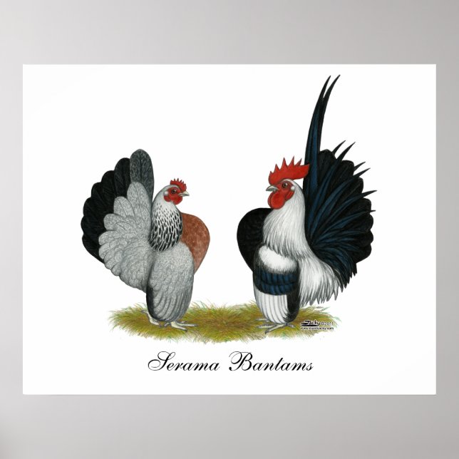 Poster Serama Bantams (Devant)