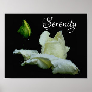 Poster Serenity White Rosebud Mots Inspirants