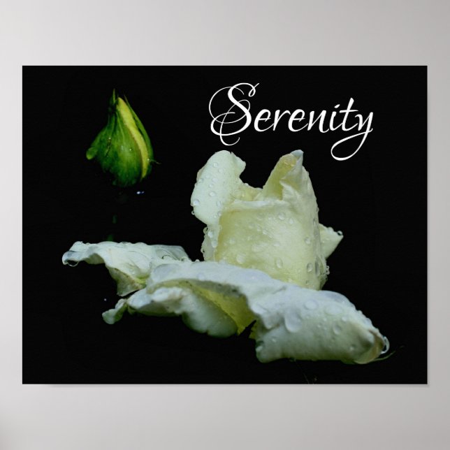 Poster Serenity White Rosebud Mots Inspirants (Devant)