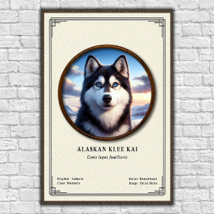 Poster Série de zoologie Alaskan Klee Kai