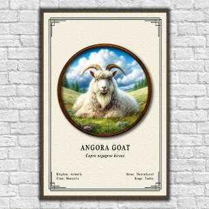 Poster Série de zoologie de la chèvre angora