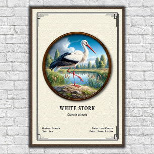 Poster Série de zoologie de la cigogne blanche