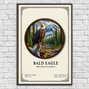 Poster Série de zoologie de l'aigle à tête blanche