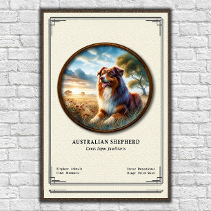 Poster Série de zoologie du berger australien